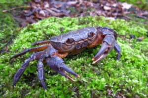 Прісноводний краб, він картопля Прісноводний краб, він картопля