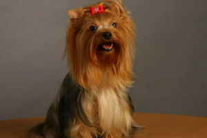 Президентський цуценя: володимир путін представив школярку йоркширського тер'єра Президентський цуценя: володимир путін представив школярку йоркширського тер'єра