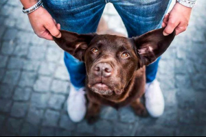 Причини гарячих вух у собак Причини гарячих вух у собак