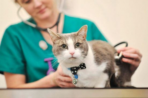 Знаки та лікування мікроскопії в кішок вдома Знаки та лікування мікроскопії в кішок вдома