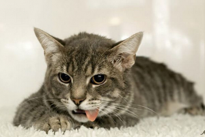 Причини та лікування блювоти в кіт після їжі Причини та лікування блювоти в кіт після їжі