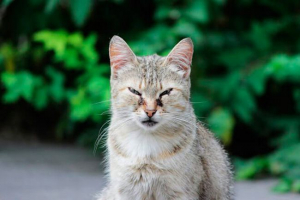 Причини та лікування розряду коричневого ока з кішок Причини та лікування розряду коричневого ока з кішок