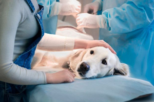 Причини та допомога у блювоті неперетравленої їжі у собак Причини та допомога у блювоті неперетравленої їжі у собак