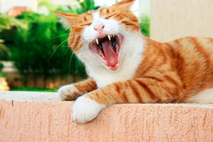 Причини кішки у ротовій порожнині в котах, запобіжні заходи Причини кішки у ротовій порожнині в котах, запобіжні заходи