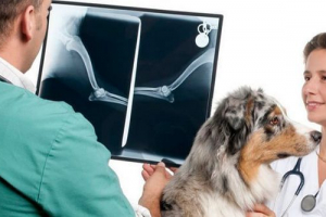 Причини саркомової кістки у собаці Причини саркомової кістки у собаці