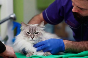 Причини виділення різних типів з піхви в кішок Причини виділення різних типів з піхви в кішок