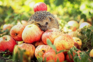 Пов'язані з їжаком Пов'язані з їжаком