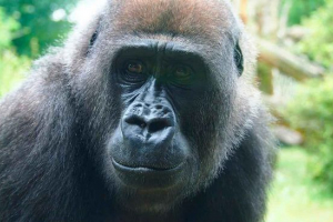 Природи - цікаві факти про тварину знімні для людини Природи - цікаві факти про тварину знімні для людини