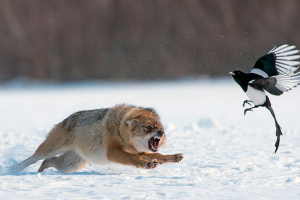Приклади ланцюгів живлення в різних лісах Приклади ланцюгів живлення в різних лісах