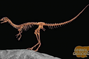 Примітивні динозаври - лісництво Примітивні динозаври - лісництво