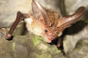 Червона книга хабаровської території Червона книга хабаровської території