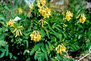 Природа калмикія Природа калмикія