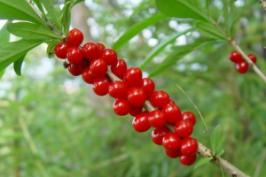 Вовк ля Вовк ля