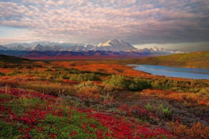 Природа тундра Природа тундра