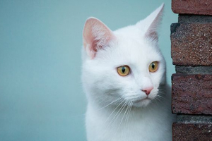 Мріяв білий кіт: інтерпретація мрій Мріяв білий кіт: інтерпретація мрій