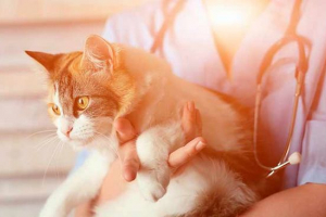 Знаки аскарид у кішок