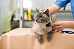 Знаки, діагностика та лікування вірусного перитоніту в кішках Знаки, діагностика та лікування вірусного перитоніту в кішках