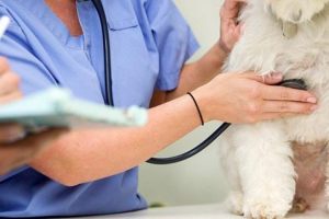 Знаки та лікування серцевої недостатності в собак Знаки та лікування серцевої недостатності в собак