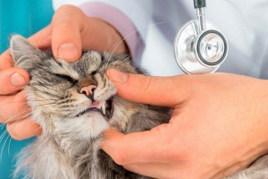 Знаки, причини та лікування стоматологічного каменю Знаки, причини та лікування стоматологічного каменю