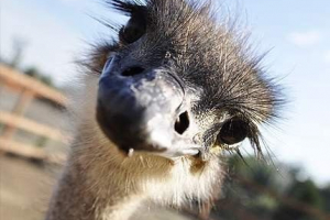 Робити страви приховують голови в піску? Робити страви приховують голови в піску?
