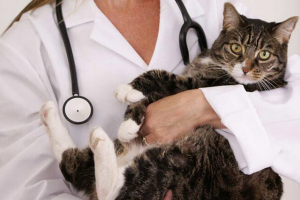 Процес та наслідки овіробісектомії кішок