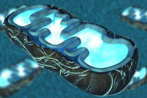 Стільниковий дихальний процес та її етапи Стільниковий дихальний процес та її етапи