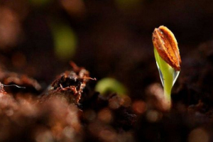 Процес проростання насіння - етапи, умови та фактори Процес проростання насіння - етапи, умови та фактори