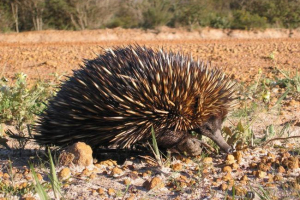 Прохідна: не зовсім звичайна ссавець Прохідна: не зовсім звичайна ссавець