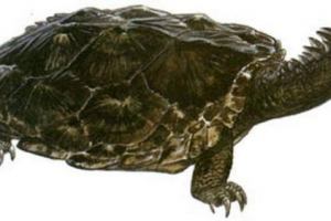 Proganohelis - секрети вимерлих черепах Proganohelis - секрети вимерлих черепах