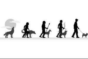 Походження та 40 мільйонів років еволюції собак Походження та 40 мільйонів років еволюції собак