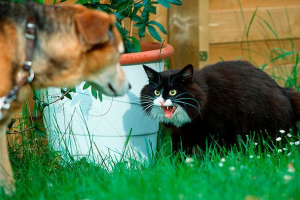 Походження та одомашнення кішок Походження та одомашнення кішок