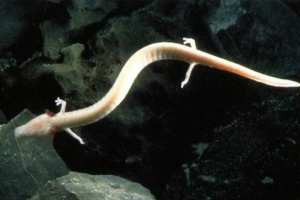 Протови - незвичайні печерні істоти Протови - незвичайні печерні істоти