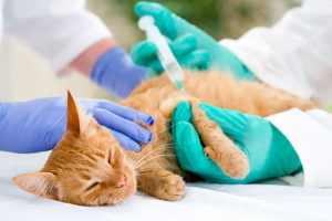 Conferprint кораблі для кішок