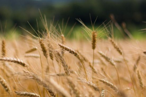 Пшениця Пшениця