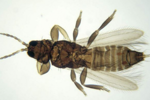 Пшеничні поїздки - небезпечний ворог пшениці