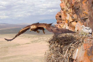 Птах беркут Птах беркут