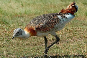 Падіння птахів Падіння птахів