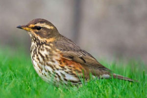 Пташиний дрозд Пташиний дрозд