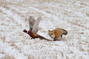 Пташиний фазан Пташиний фазан