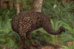 Моа птах Моа птах