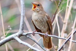 Птах solovy Птах solovy