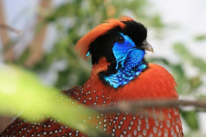 Птах трагопан satir: хто вона? Птах трагопан satir: хто вона?