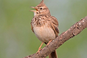 Пташиний жах Пташиний жах