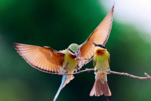 Птахи Птахи