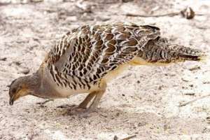 Птахи австралії Птахи австралії