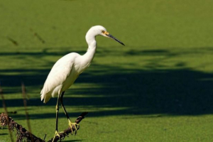 Птахи болота Птахи болота