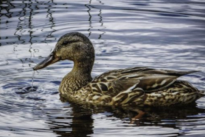 Птахи чеченської республіки Птахи чеченської республіки