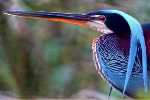 Птахи південної америки Птахи південної америки