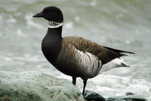 Китай птахів Китай птахів