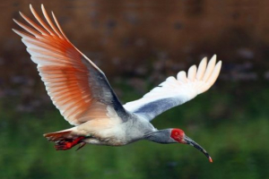 Червононогий ibis Червононогий ibis